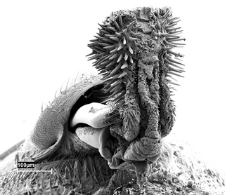 Illustration for article titled Does Sexual Reproduction exist to Limit Genetic Diversity rather than to Increase it?